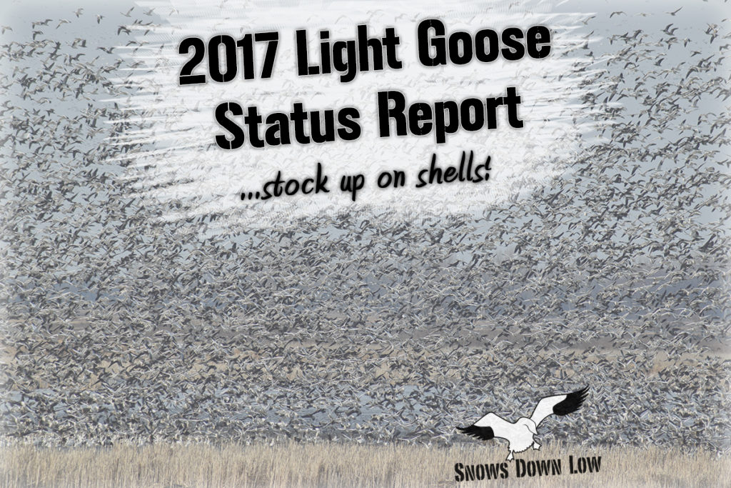2017 Snow Goose Hatch Report Snows Down Low