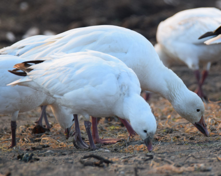 2018 Status of Light Geese // Snow Goose Hatch Report Snows Down Low