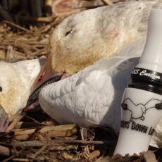 Snow Goose Calls