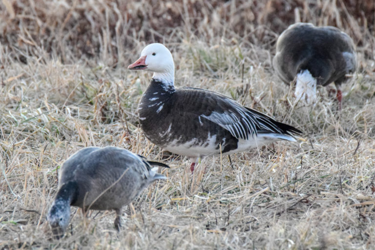 Custom Snow Goose ECallers & Snow Goose Sounds Snows Down Low